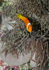 Velidhu - 2013_03_09 - IMG_0261rf_Poisson Clown des Maldives - Amphiprion Nigripe_House reef_pmt